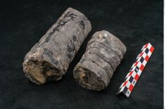 Foto (Seitenansicht) von Calamites sp.  (NHMW-GEO-2024-0188-11163)